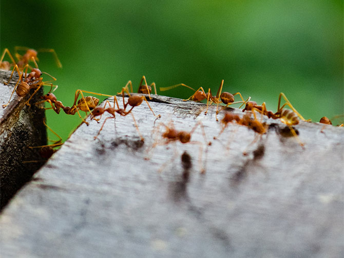 Ants Control